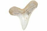 Cretaceous Ginsu Shark (Cretoxyrhina) Tooth - Kansas #211753-1